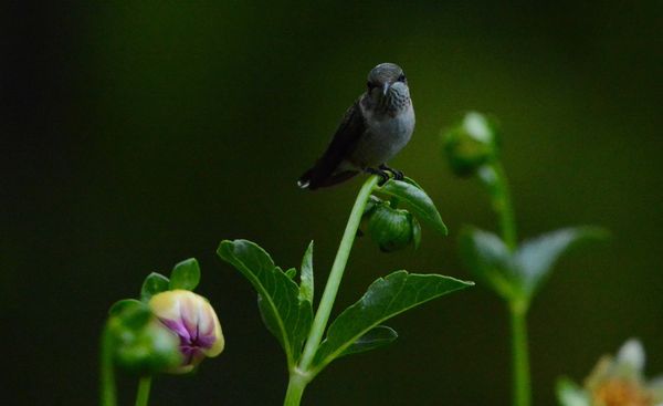 before dawn hummingbird on a dahlia bud thumbnail