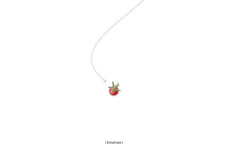 Taken by ship to North America and Europe in the 15th and 16th centuries, the tiny fruit gave rise to all the many tomato varieties enjoyed today.