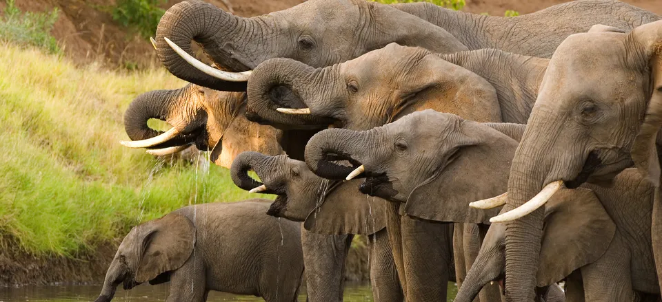  Elephants at a watering hole 