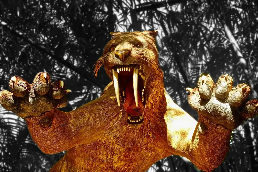 Saber-tooth cat