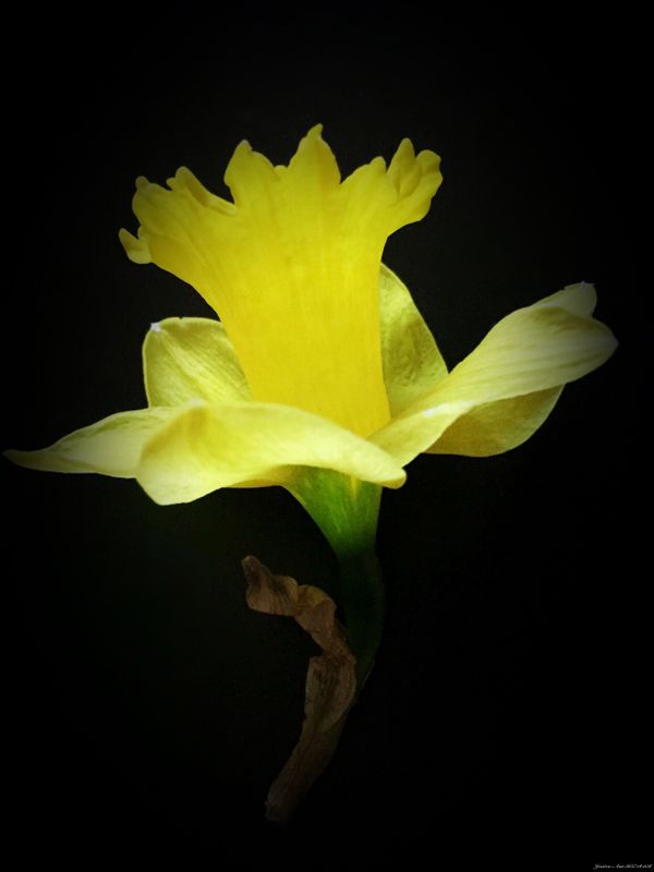 Daffodil  thumbnail