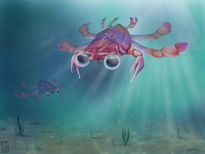 Artistic reconstruction of Callichimaera perplexa, the "strangest crab that has ever lived."

