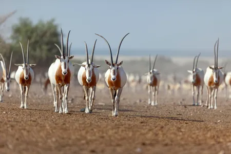 Scimitar-horned oryx can go for ten months without drinking water.