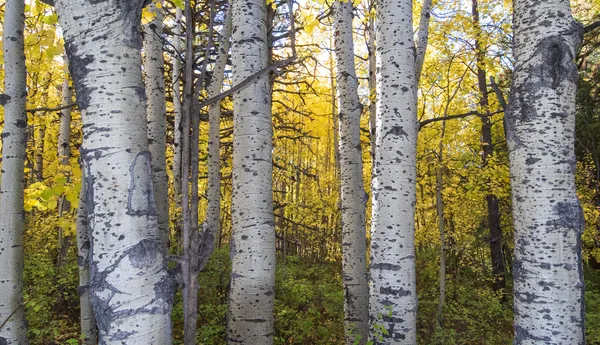 Aspen trees in the national forest thumbnail