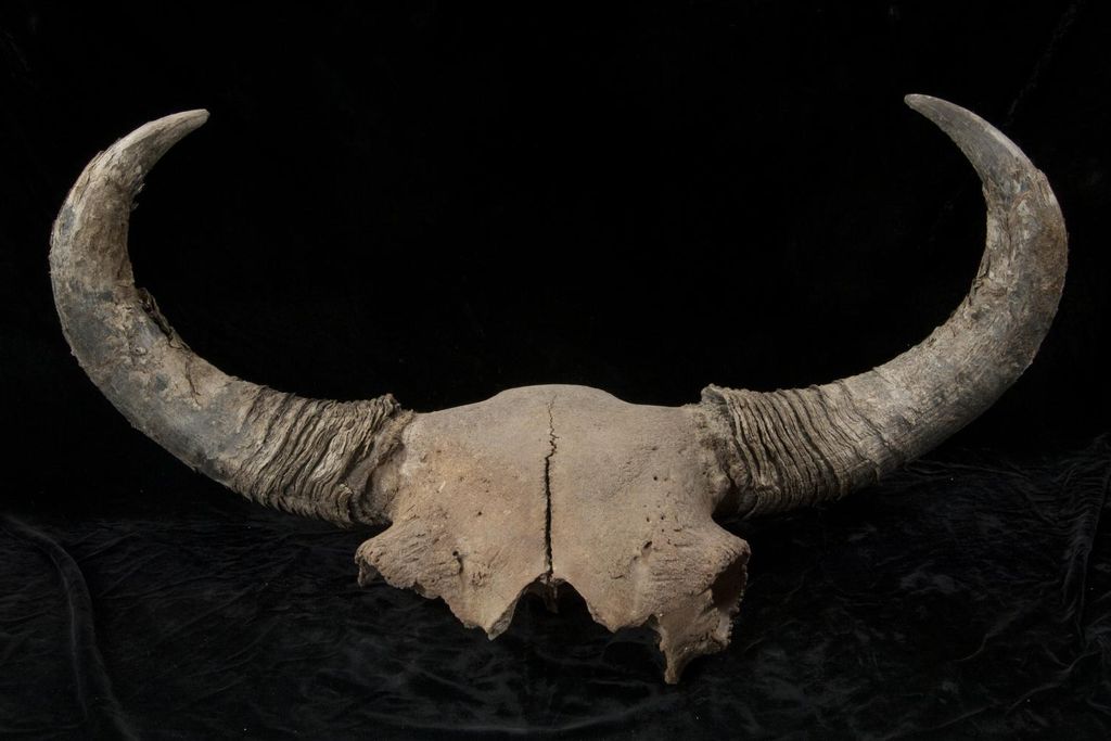 Steppe Bison Skull