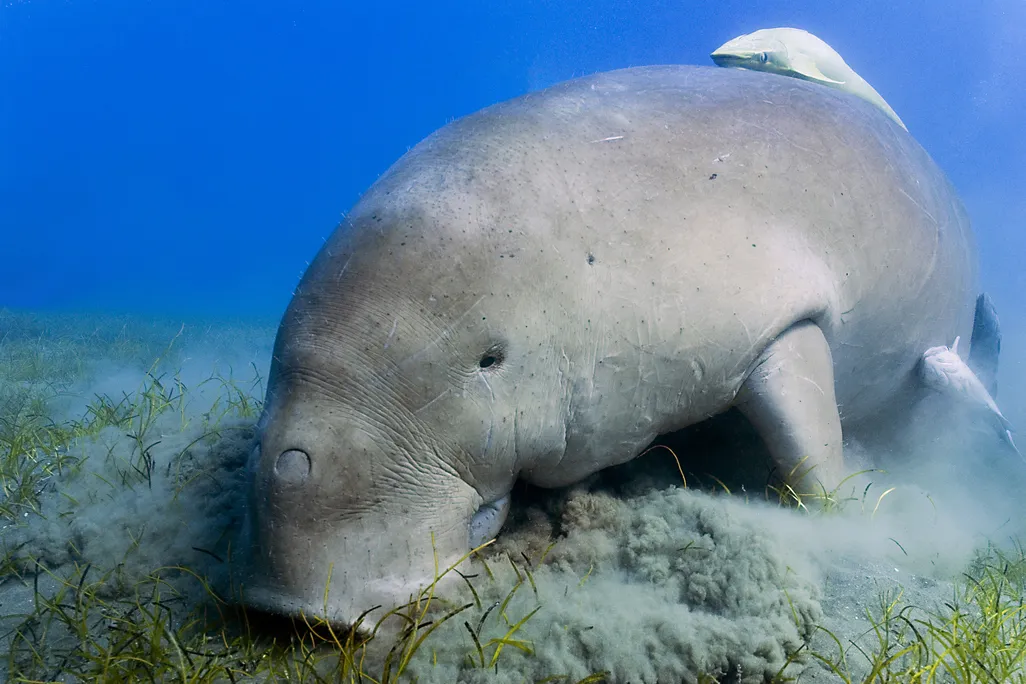 A dugong