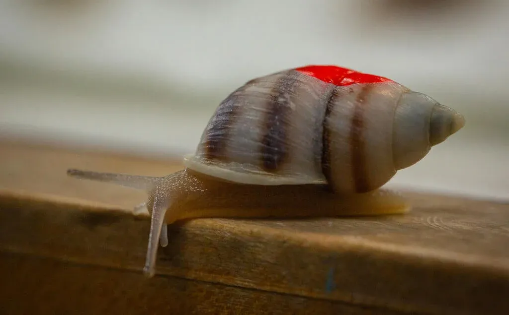 Snail on a piece of wood with red dot on its shell