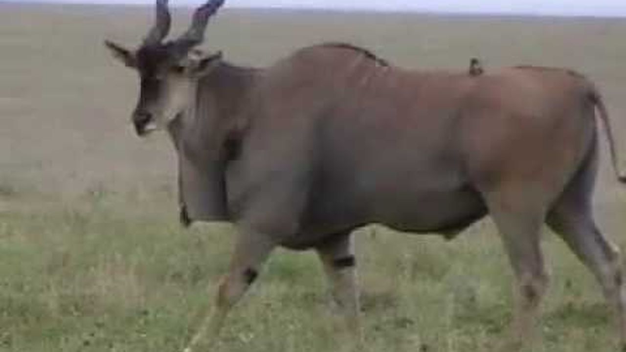 Preview thumbnail for The Click of the Wild Eland Antelope
