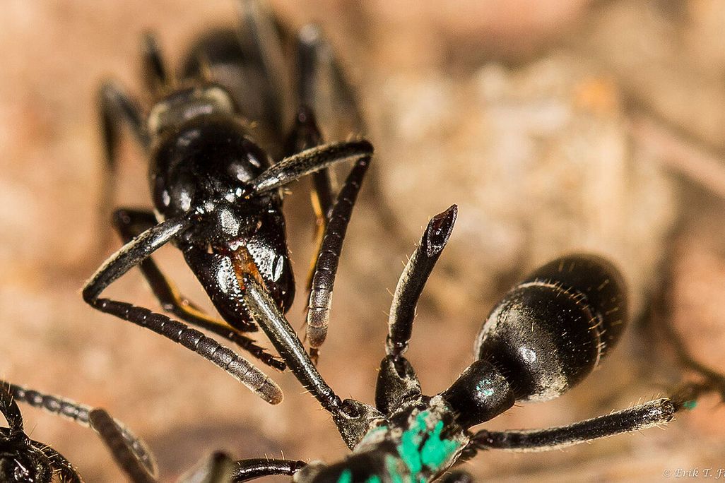 Close-up shot of two black ants