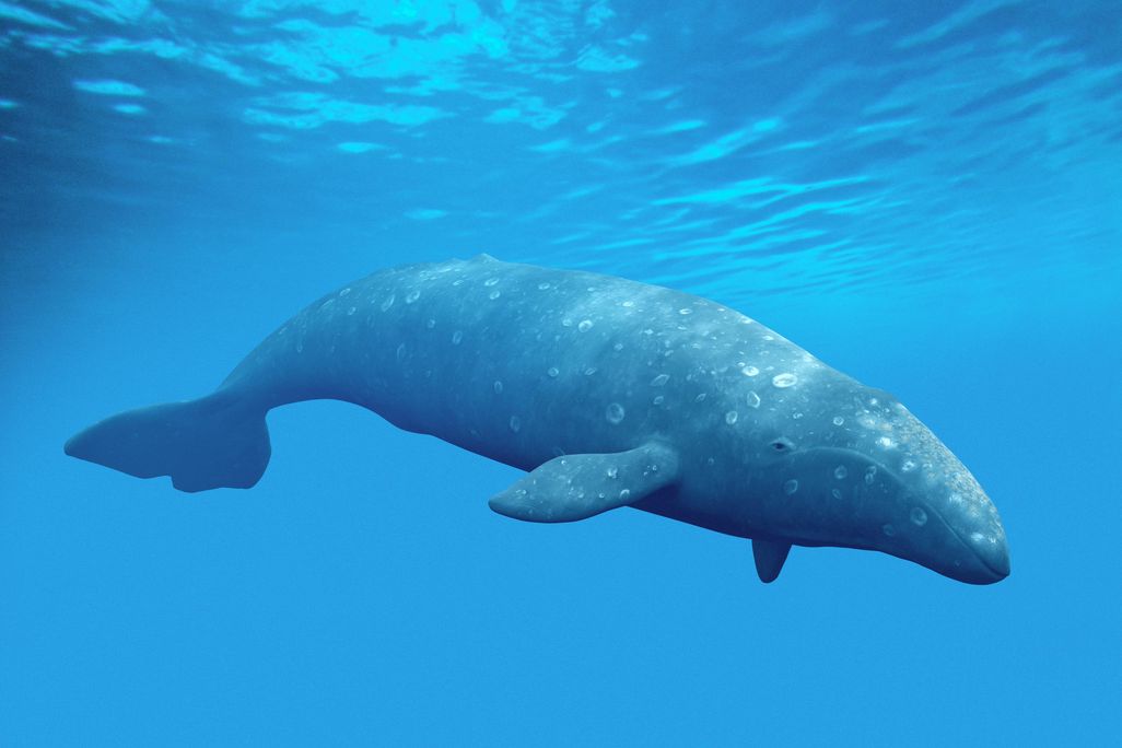 Baleen Whale