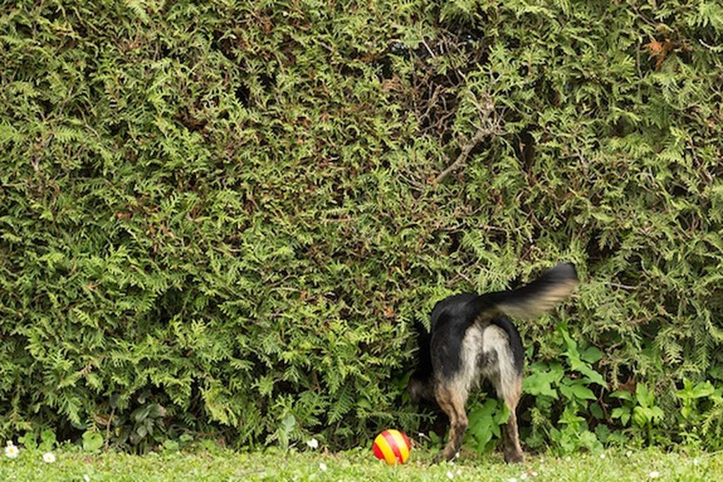20131104090026dog-tail.jpg