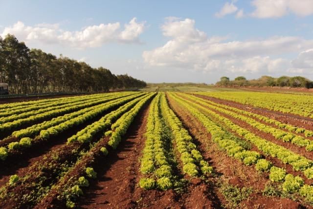 Against All Odds, This Indian Ocean Island Is Trying to Go Organic