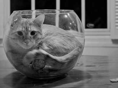 Is this cat a liquid or a solid? One researcher is on a hunt for answers.
