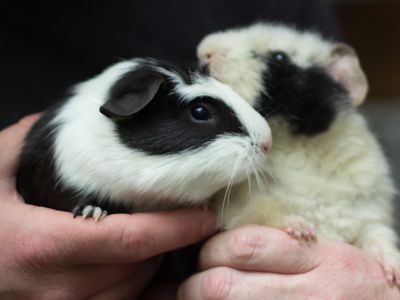 Equipped with their new names, Fleury White and Stargoon are ready to find their forever home.