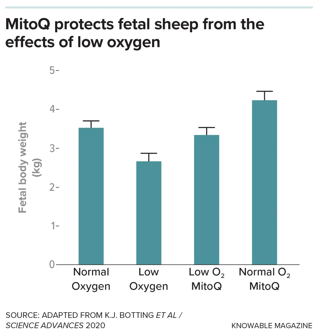 Graphic on Fetal Sheep and Oxygen