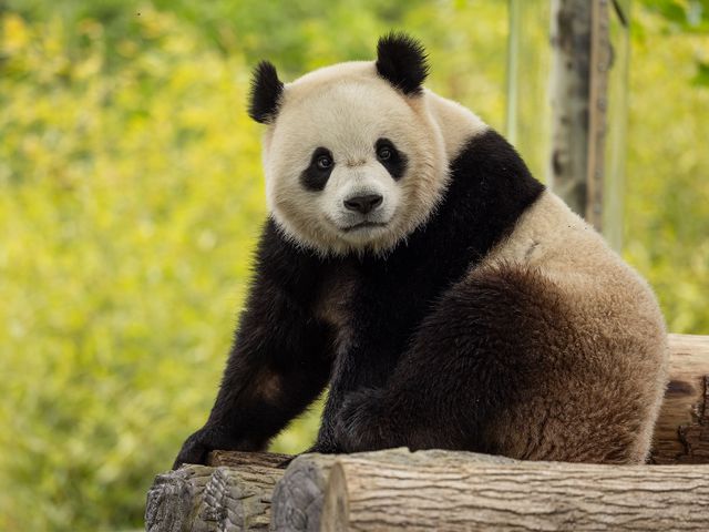 Bao Li, a 2-year-old male panda, is the son of Bao Bao, who was born at the Zoo in 2013.