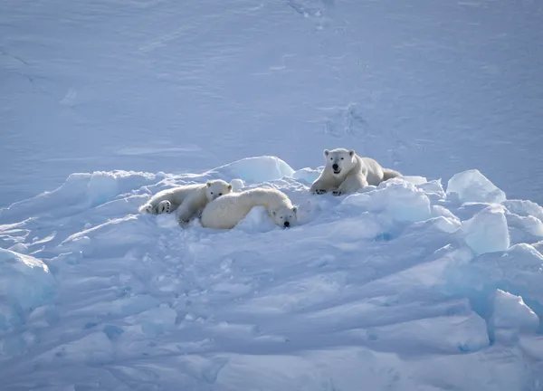Polar Bear Mother Smiled at her Resting Cubs thumbnail