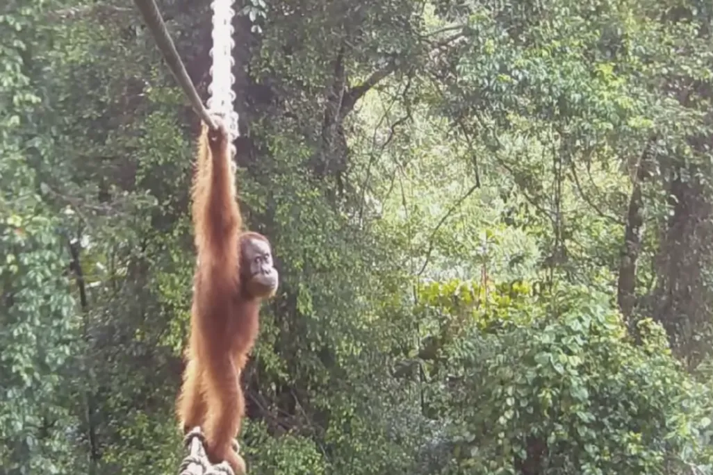 big orange orangutan standing on a rope and holding another rope above its head