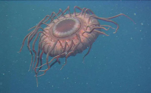 Deep-sea Jellyfish