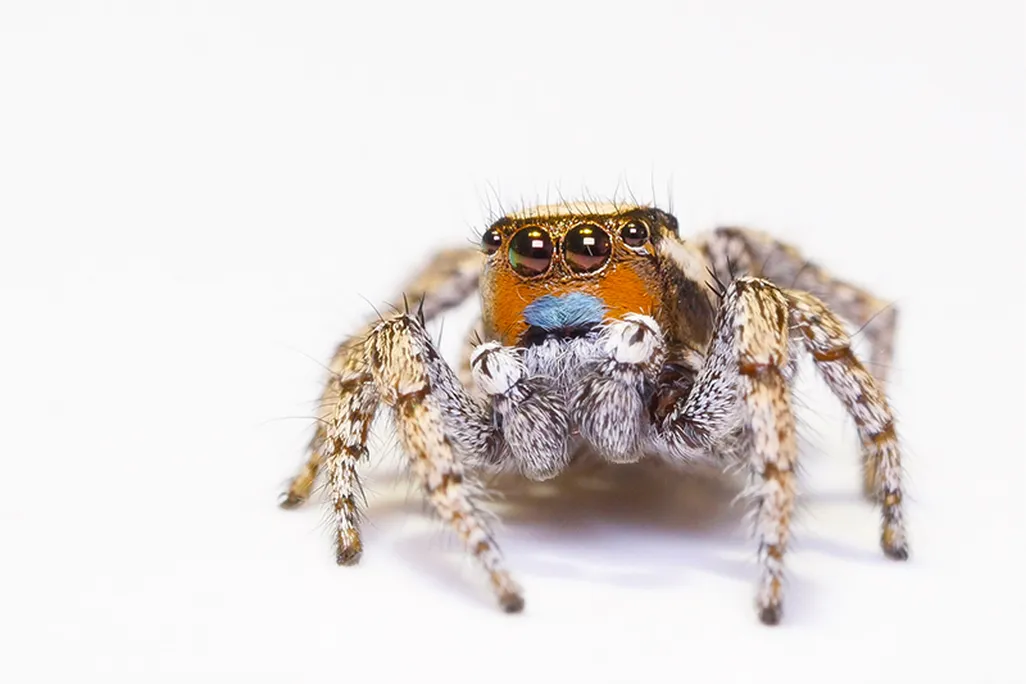 Jumping spider
