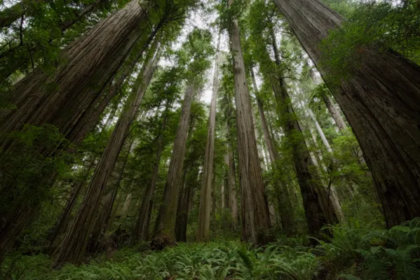 Towering Redwoods thumbnail