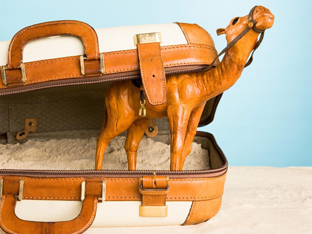 Camel in Suitcase