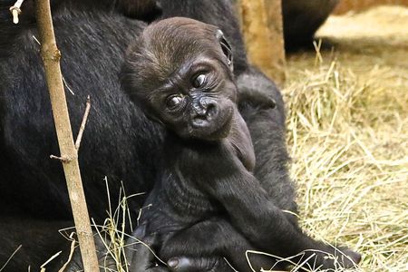 Even at three-and-a-half months, the inquisitive Moke has already begun to explore his surroundings and approach the other members of his troop.