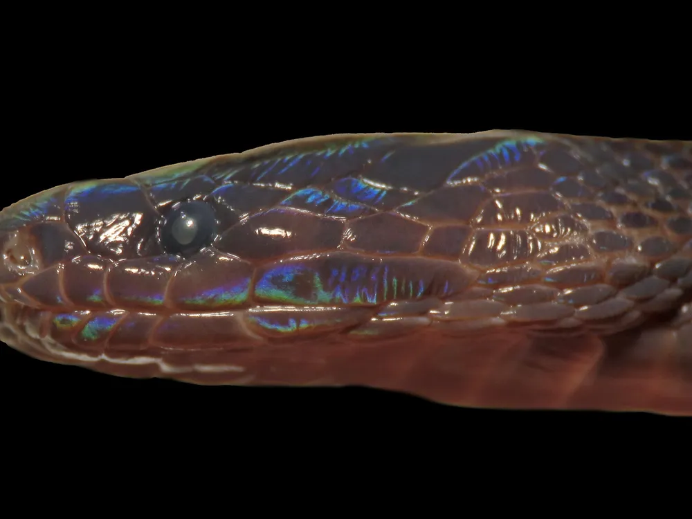 Scientists discovered a new species of odd-scaled burrowing snakes in northern Vietnam. (American Society of Ichthyologists and Herpetologists)