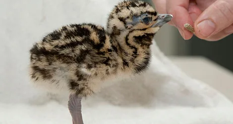 The 50th Kori Bustard chick