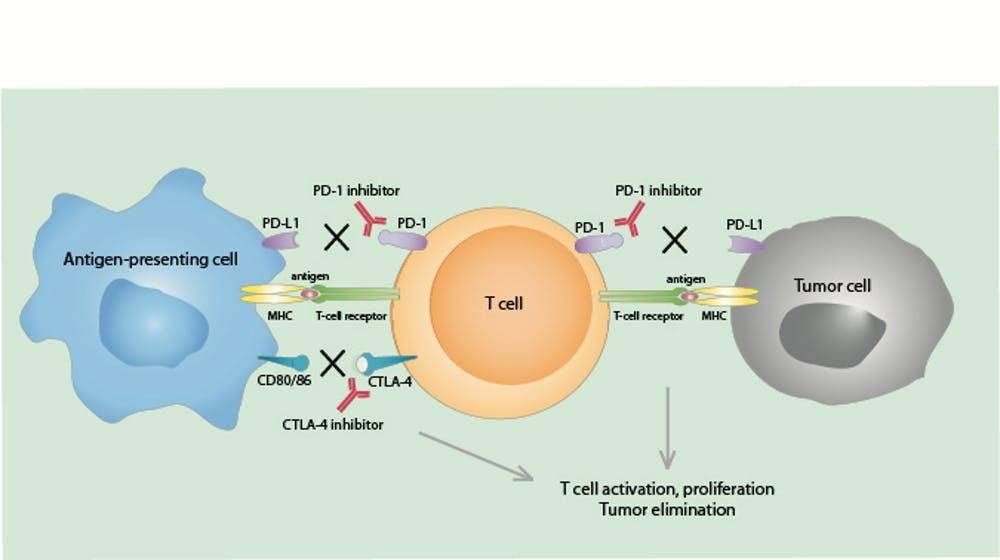 Immunotherapy Treatment