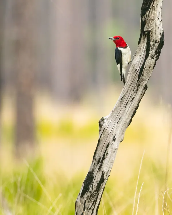 Woodpecker Stump thumbnail