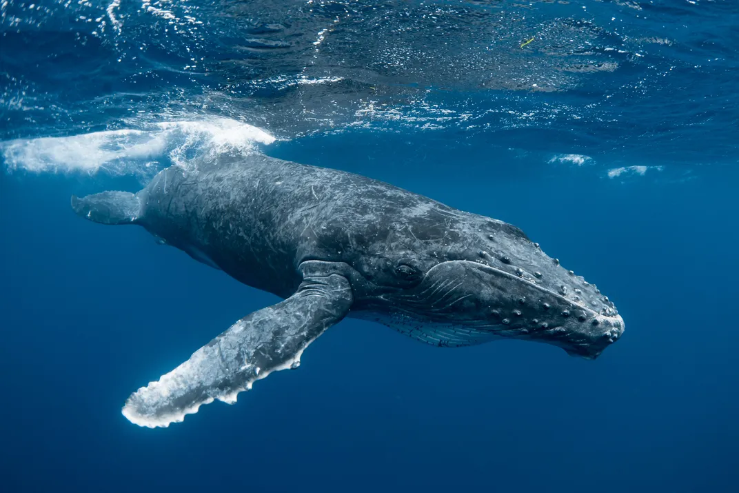 A humpback whale calf sails through the sapphire-blue waters of the Pacific near Tonga