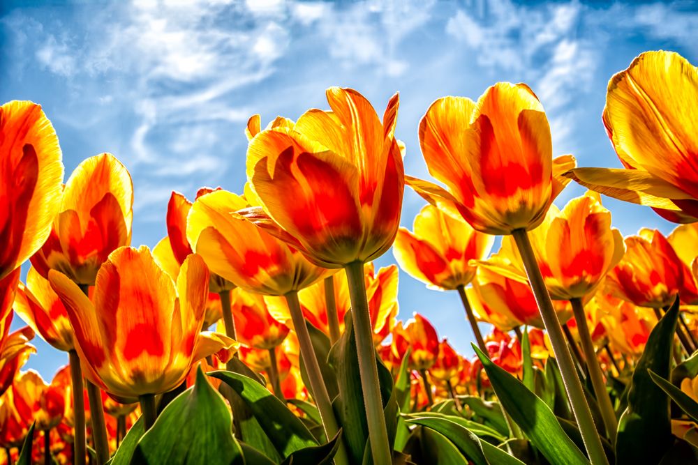 Bright Tulips