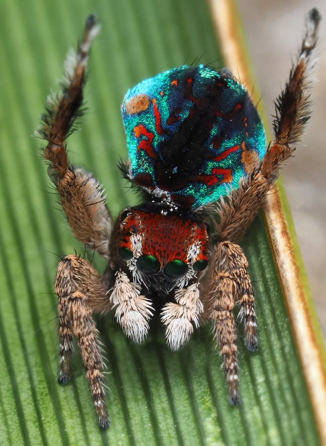 How Peacock Spiders Make Rainbows on Their Backsides, Smart News