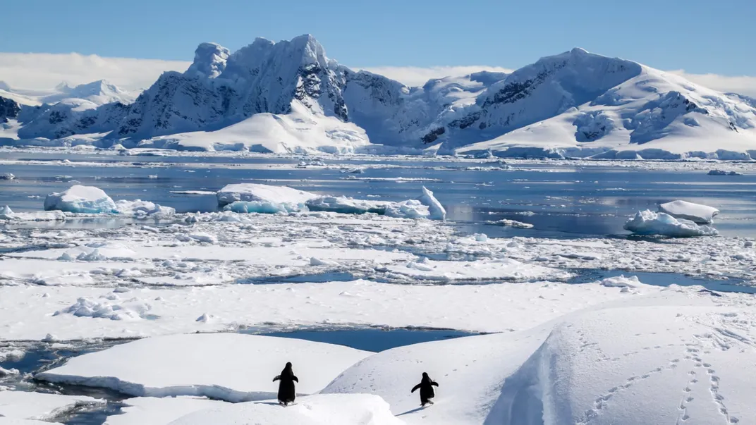 Penguins in Antarctica