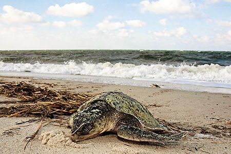 When some turtles swim south in the fall, scores of them get trapped by Cape Cod, where many die of hypothermia.