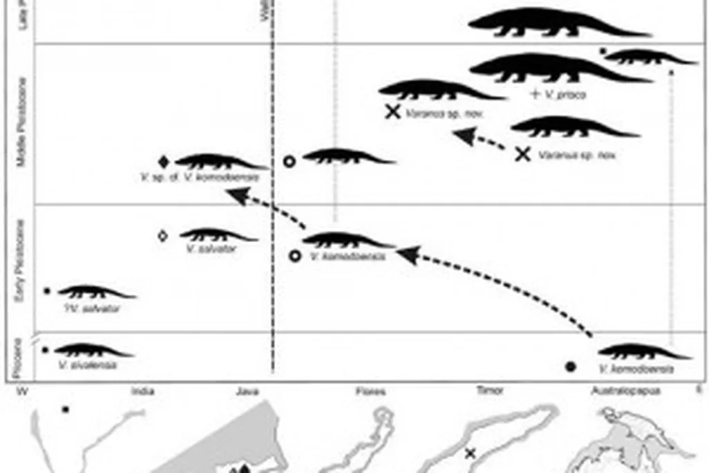 20110520102255komodo-evolution-520-300x284.jpg