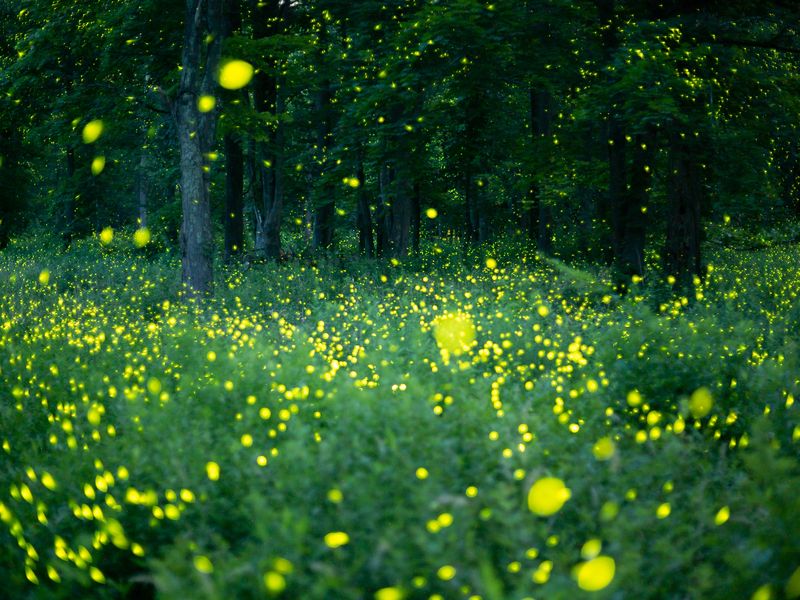 Firefly meadow Smithsonian Photo Contest Smithsonian Magazine