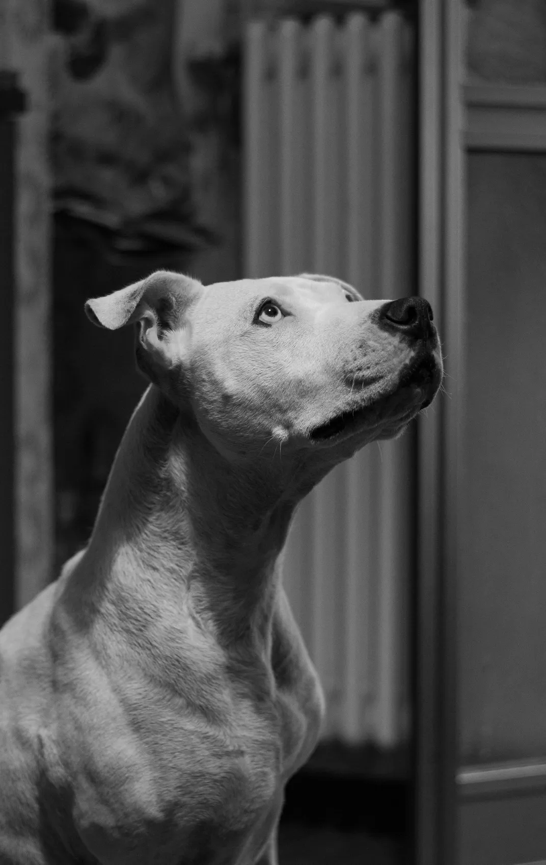 5 - A dog waits expectantly for food at mealtime.