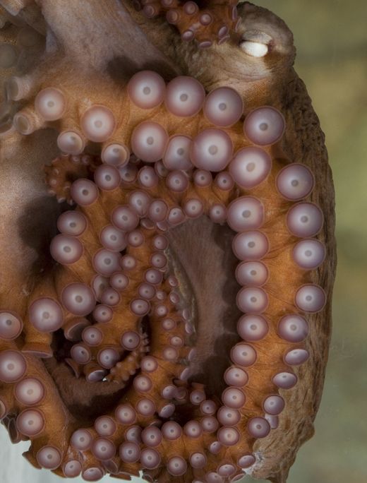 octopus.jpg