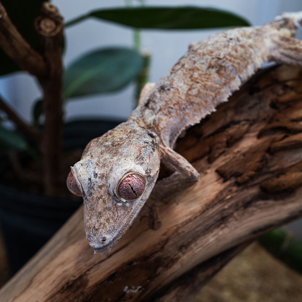 Leaf-Tailed Gecko Treated With Chemotherapy Regimen at National