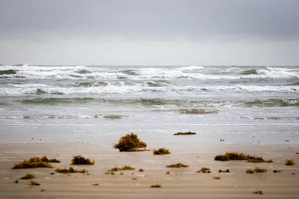 Overcast Morning at Mustang Island thumbnail