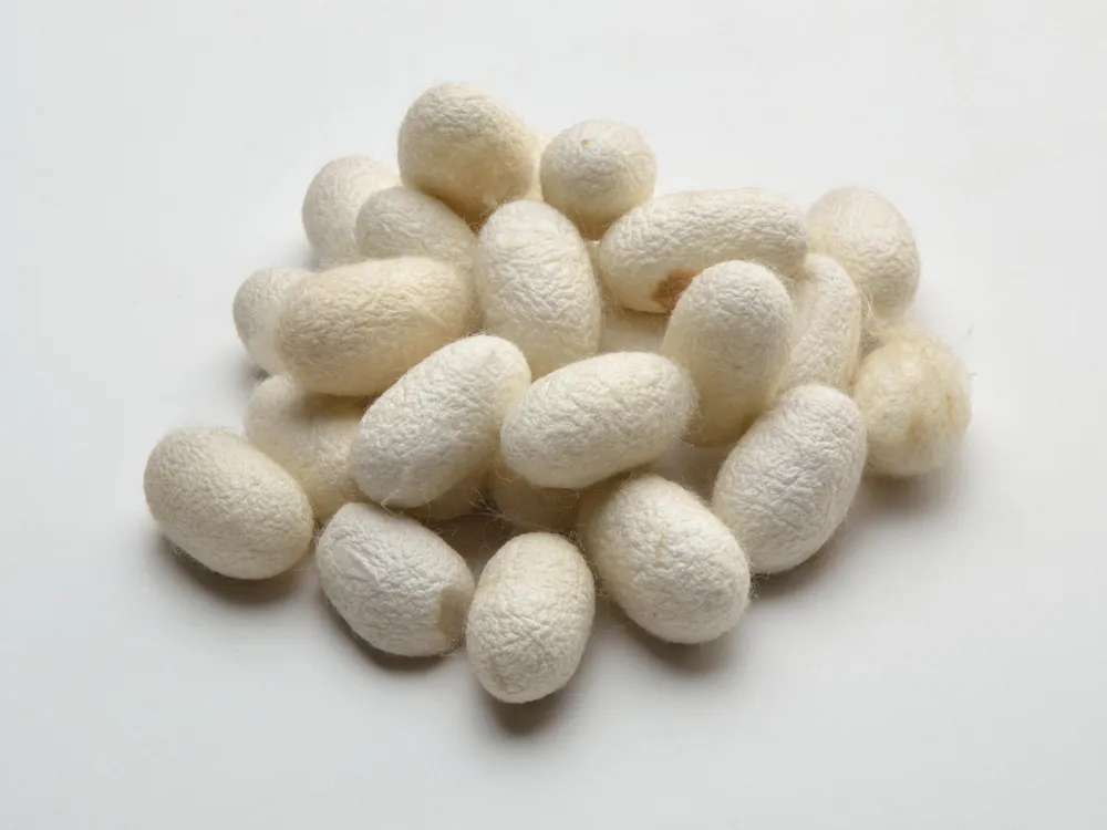 Silkworm Cocoons