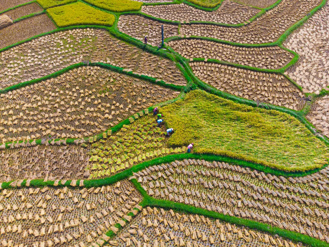 Farmers Work in Paddy Land
