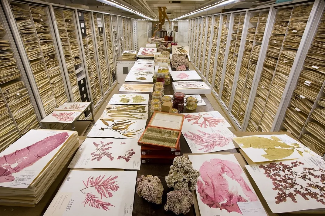 A rare look inside the Smithsonian's secret storerooms