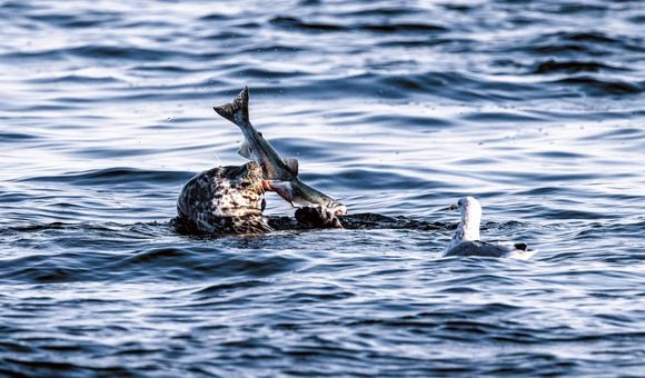 A seal catches a salmon