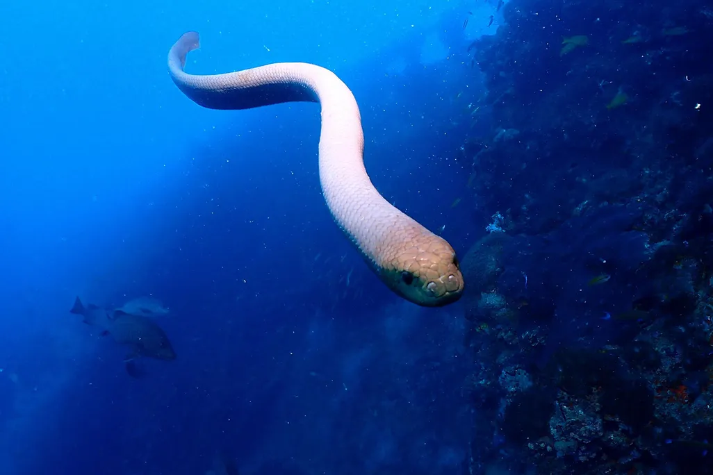Sea Snake Swimming