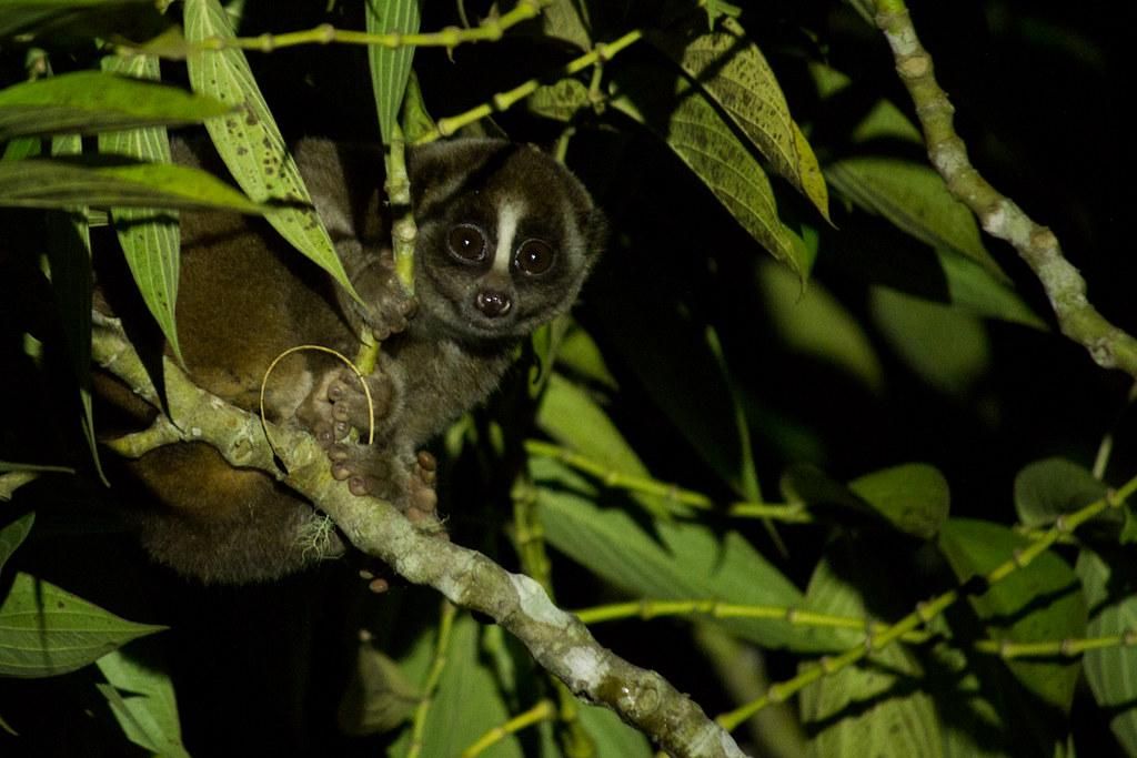 A slow loris grips a branch and gazes at the camera. The image was taken in the dark with flash illuminating surrounding foliage.