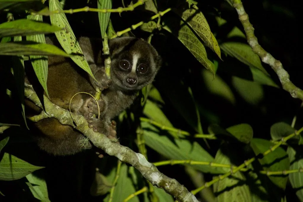 A slow loris grips a branch and gazes at the camera. The image was taken in the dark with flash illuminating surrounding foliage.