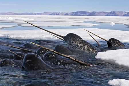 A study of ten narwhal tusks reveals how the animals are responding to a swiftly changing Arctic.